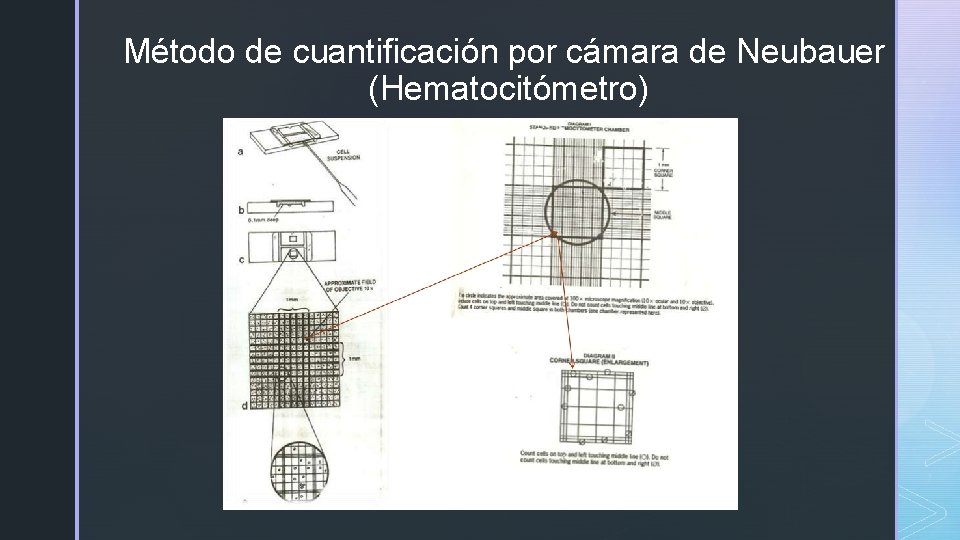 Método de cuantificación por cámara de Neubauer (Hematocitómetro) 