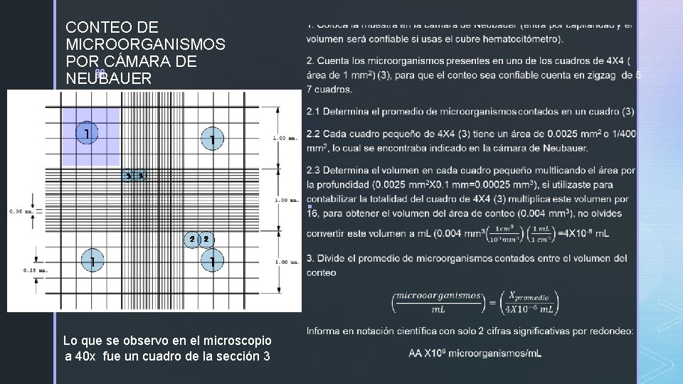CONTEO DE MICROORGANISMOS POR CÁMARA DE z NEUBAUER § Lo que se observo en