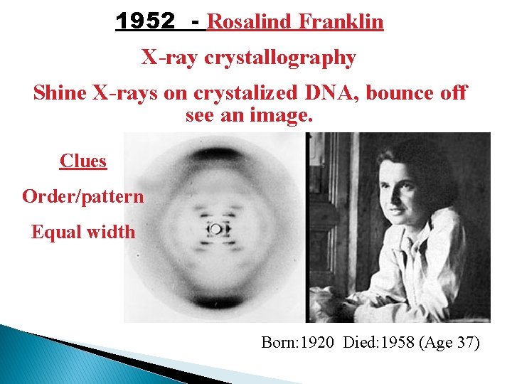 1952 - Rosalind Franklin X-ray crystallography Shine X-rays on crystalized DNA, bounce off see