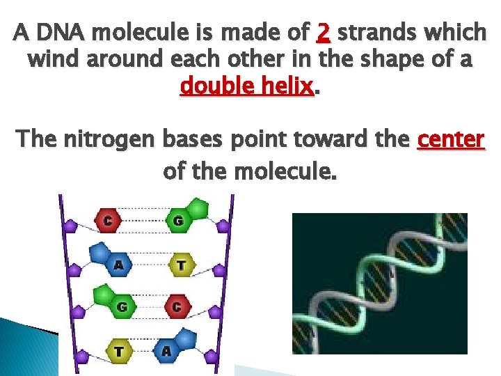 A DNA molecule is made of 2 strands which wind around each other in