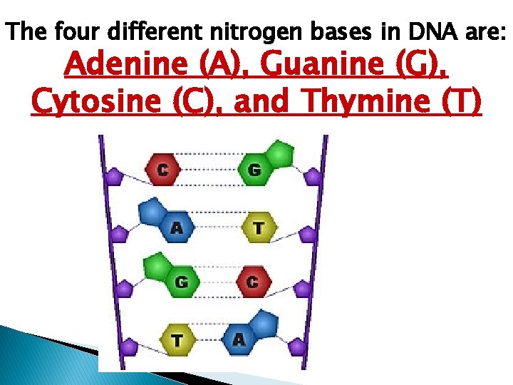 The four different nitrogen bases in DNA are: Adenine (A), Guanine (G), Cytosine (C),