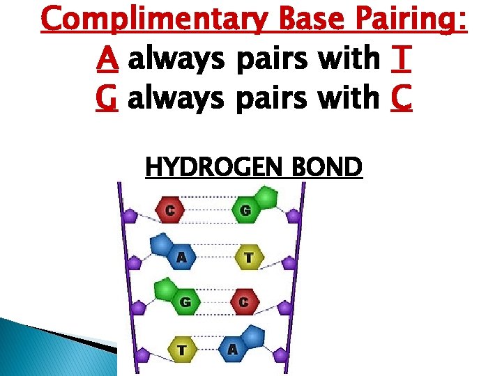 Complimentary Base Pairing: A always pairs with T G always pairs with C HYDROGEN