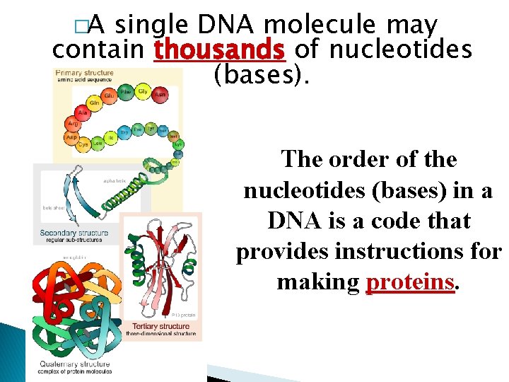 �A single DNA molecule may contain thousands of nucleotides (bases). The order of the
