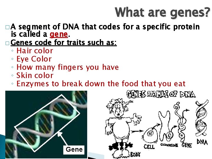 �A What are genes? segment of DNA that codes for a specific protein is