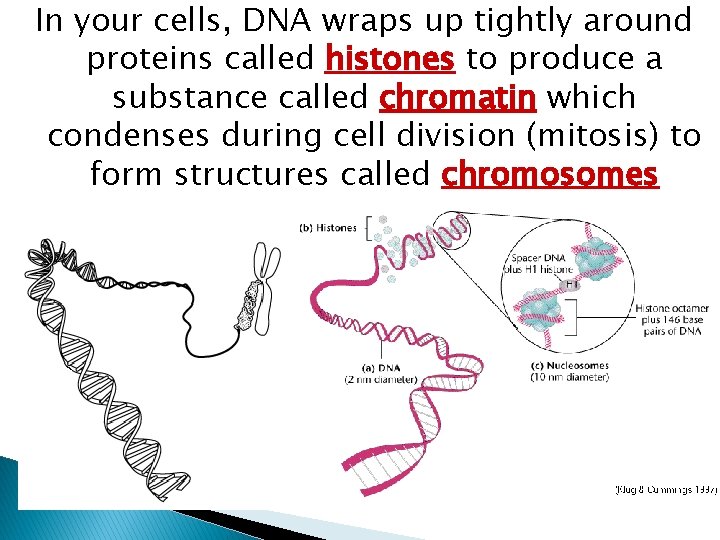 In your cells, DNA wraps up tightly around proteins called histones to produce a