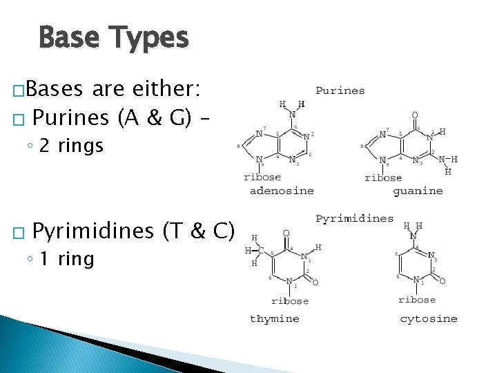 Base Types �Bases are either: � Purines (A & G) – ◦ 2 rings
