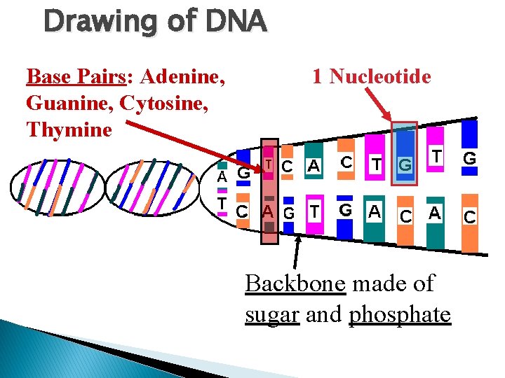 Drawing of DNA Base Pairs: Adenine, Guanine, Cytosine, Thymine 1 Nucleotide Backbone made of