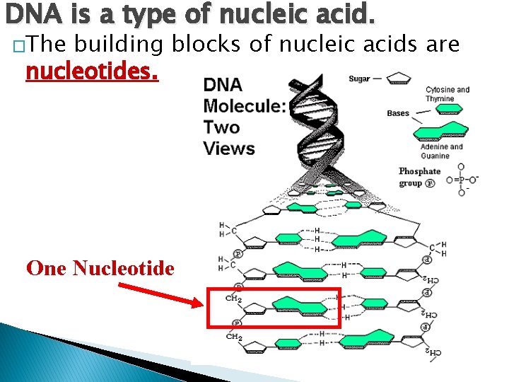 DNA is a type of nucleic acid. �The building blocks of nucleic acids are