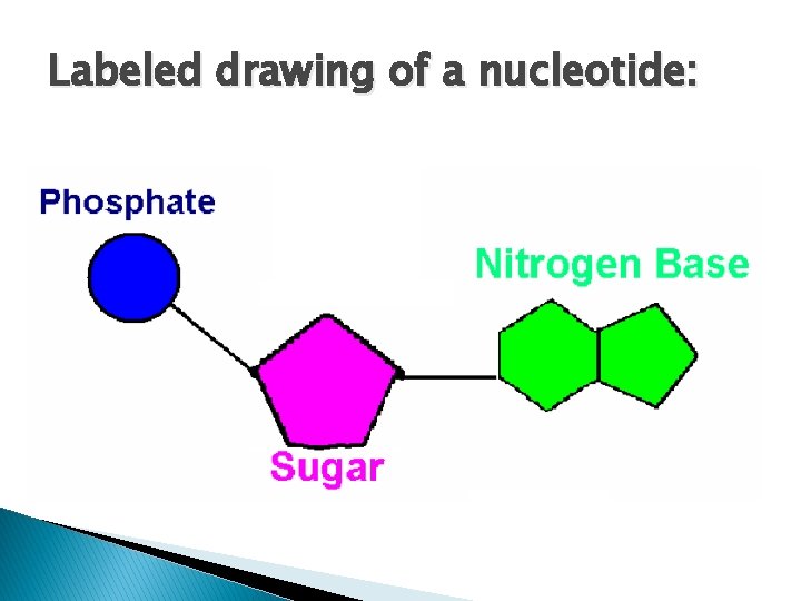 Labeled drawing of a nucleotide: 