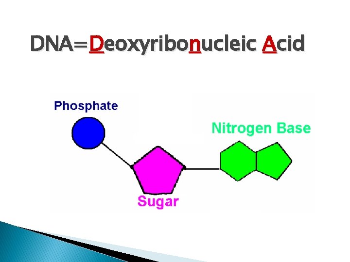 DNA=Deoxyribonucleic Acid 