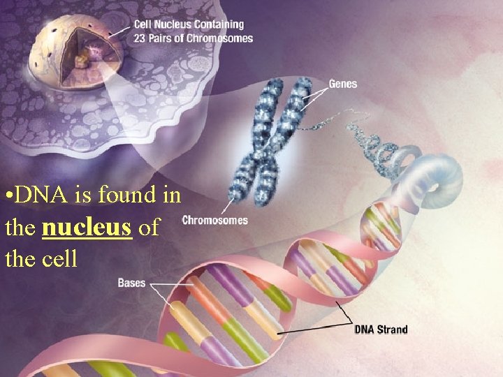  • DNA is found in the nucleus of the cell 