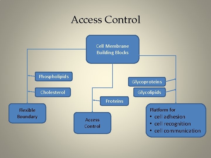 Access Control Cell Membrane Building Blocks Phospholipids Glycoproteins Cholesterol Glycolipids Proteins Flexible Boundary Platform
