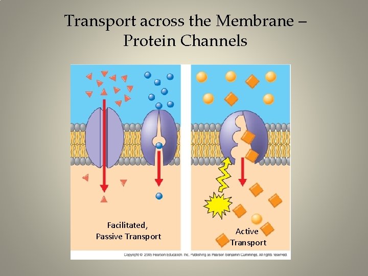 Transport across the Membrane – Protein Channels Facilitated, Passive Transport Active Transport 