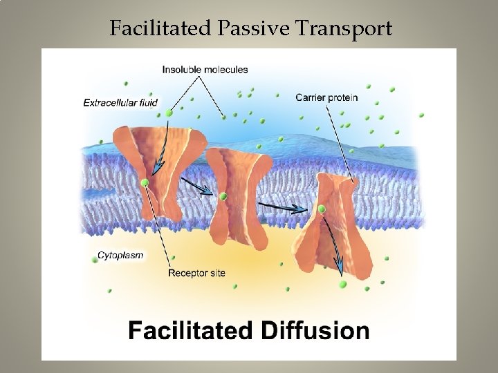 Facilitated Passive Transport 