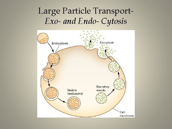 Large Particle Transport. Exo- and Endo- Cytosis 