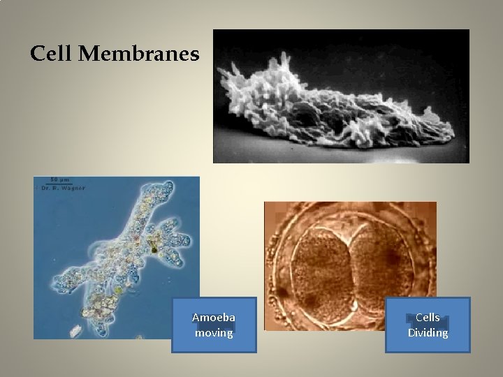 Cell Membranes Amoeba moving Cells Dividing 