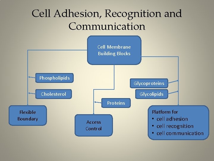 Cell Adhesion, Recognition and Communication Cell Membrane Building Blocks Phospholipids Glycoproteins Cholesterol Glycolipids Proteins