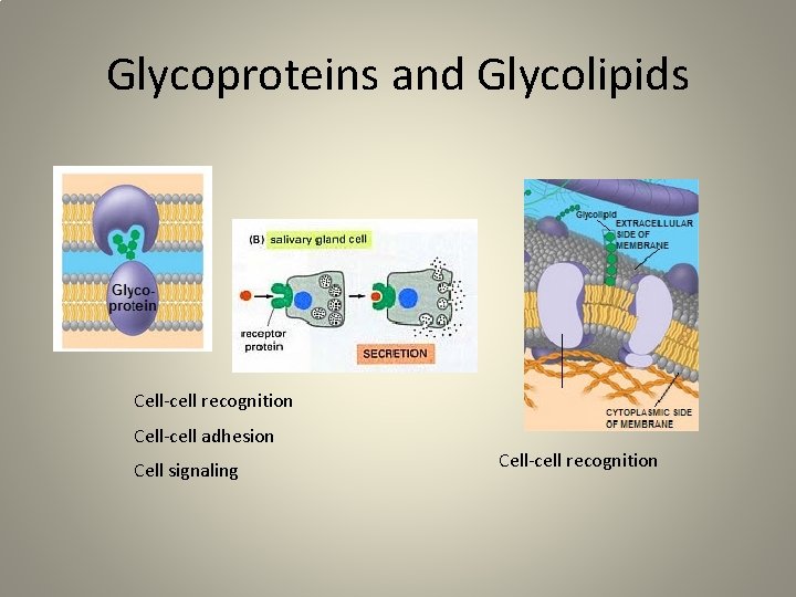 Glycoproteins and Glycolipids Cell-cell recognition Cell-cell adhesion Cell signaling Cell-cell recognition 