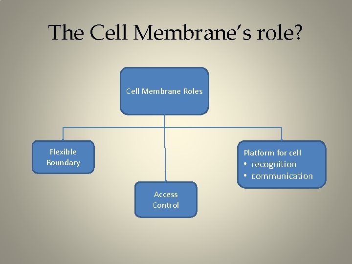 The Cell Membrane’s role? Cell Membrane Roles Flexible Boundary Platform for cell • recognition
