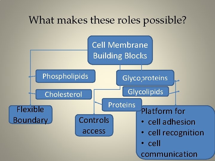 What makes these roles possible? Cell Membrane Building Blocks Phospholipids Glycoproteins Cholesterol Glycolipids Flexible
