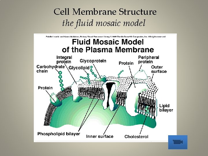 Cell Membrane Structure the fluid mosaic model 