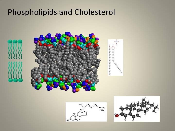 Phospholipids and Cholesterol 