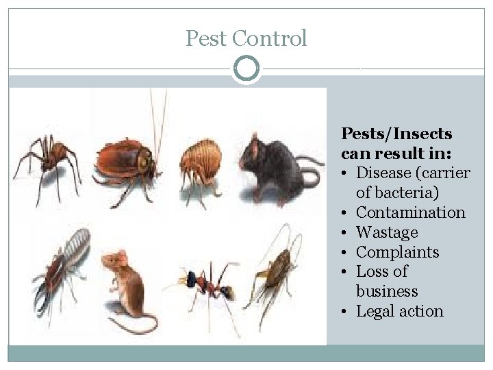 Pest Control Pests/Insects can result in: • Disease (carrier of bacteria) • Contamination •