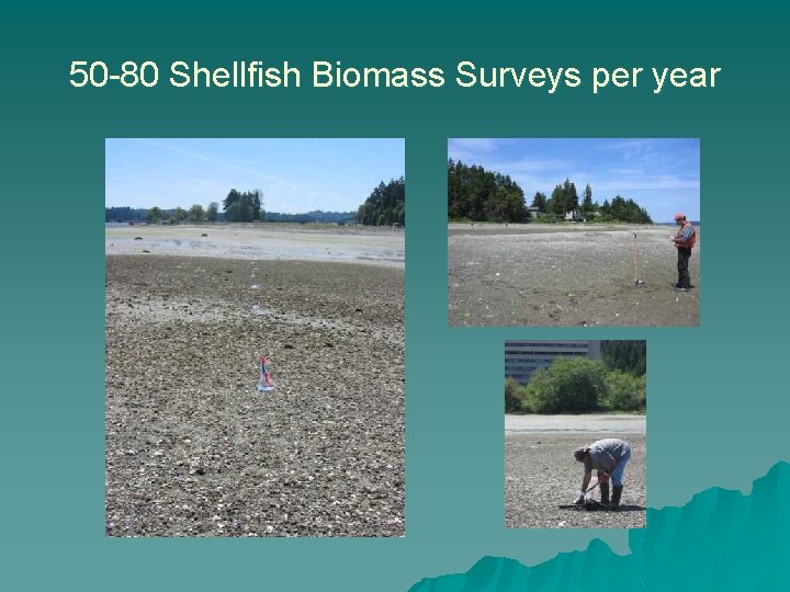 50 -80 Shellfish Biomass Surveys per year 