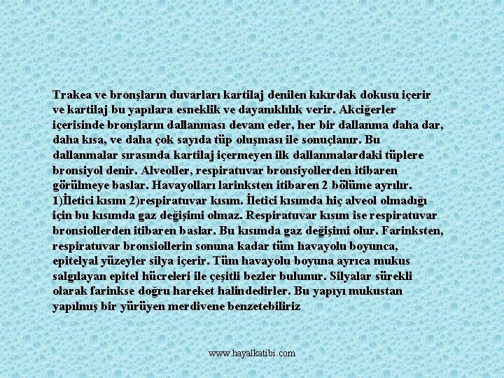 Trakea ve bronşların duvarları kartilaj denilen kıkırdak dokusu içerir ve kartilaj bu yapılara esneklik