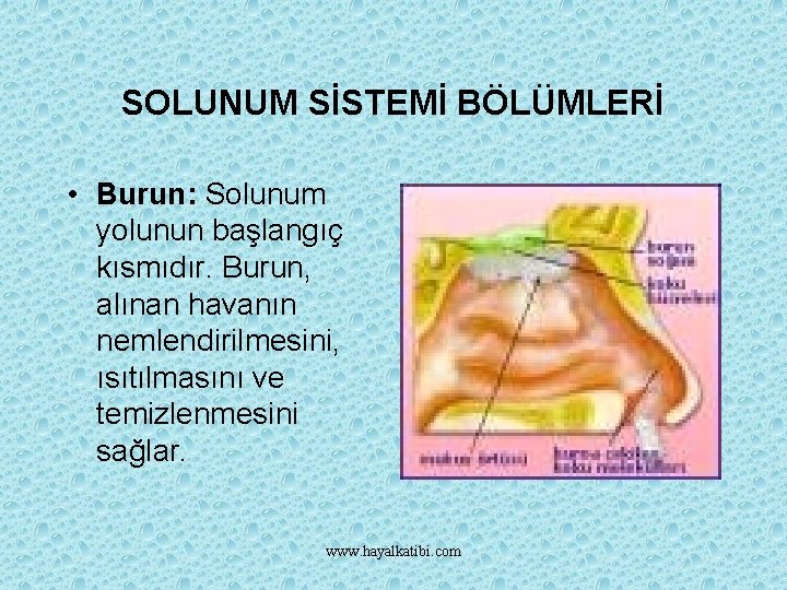 SOLUNUM SİSTEMİ BÖLÜMLERİ • Burun: Solunum yolunun başlangıç kısmıdır. Burun, alınan havanın nemlendirilmesini, ısıtılmasını