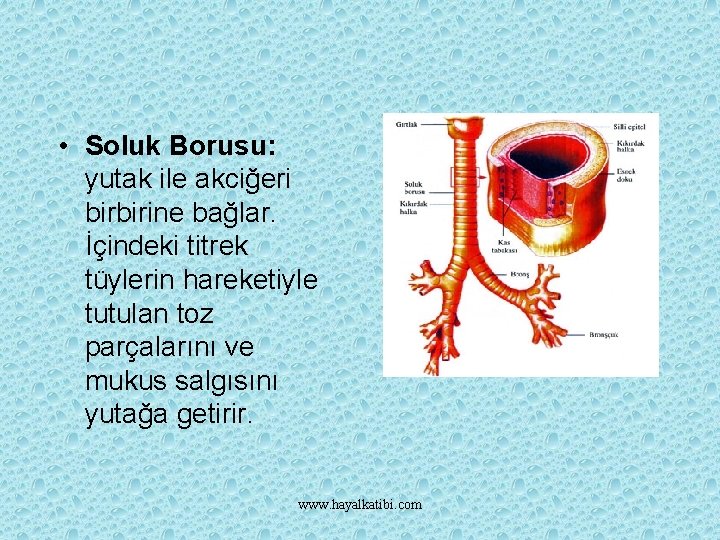  • Soluk Borusu: yutak ile akciğeri birbirine bağlar. İçindeki titrek tüylerin hareketiyle tutulan