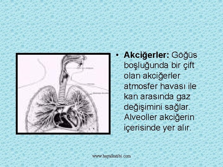  • Akciğerler: Göğüs boşluğunda bir çift olan akciğerler atmosfer havası ile kan arasında