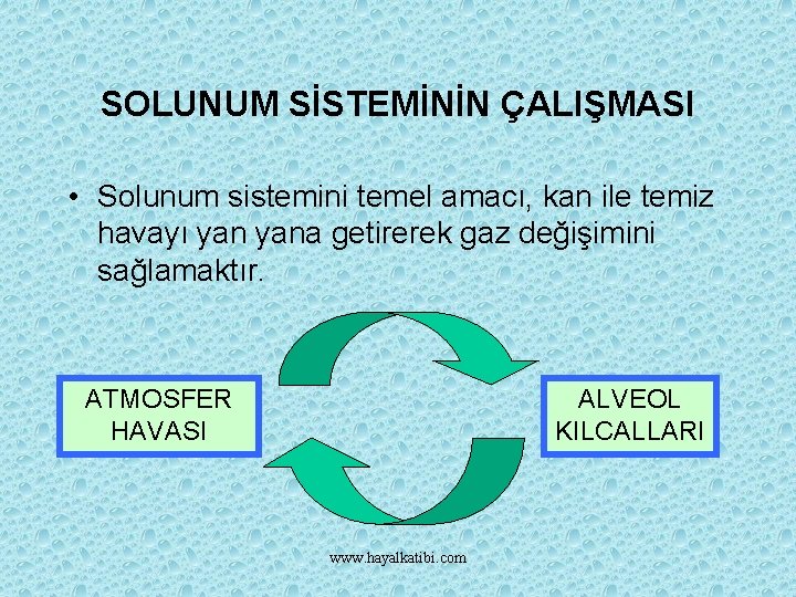 SOLUNUM SİSTEMİNİN ÇALIŞMASI • Solunum sistemini temel amacı, kan ile temiz havayı yana getirerek