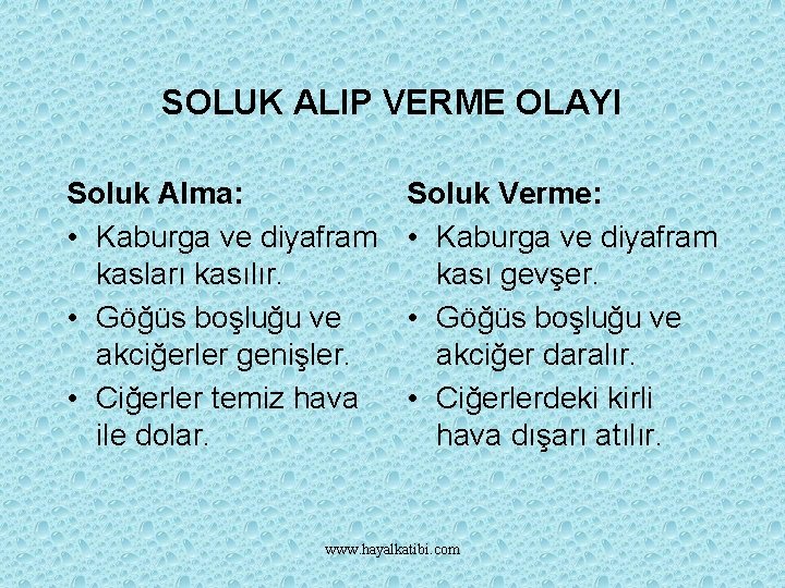 SOLUK ALIP VERME OLAYI Soluk Alma: • Kaburga ve diyafram kasları kasılır. • Göğüs