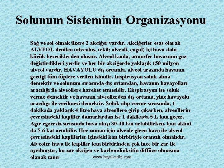 Solunum Sisteminin Organizasyonu Sağ ve sol olmak üzere 2 akciğer vardır. Akciğerler esas olarak