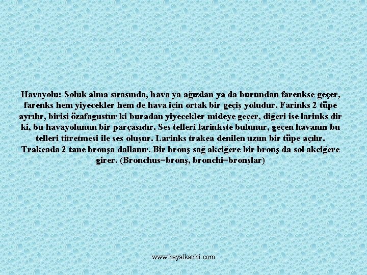 Havayolu: Soluk alma sırasında, hava ya ağızdan ya da burundan farenkse geçer, farenks hem