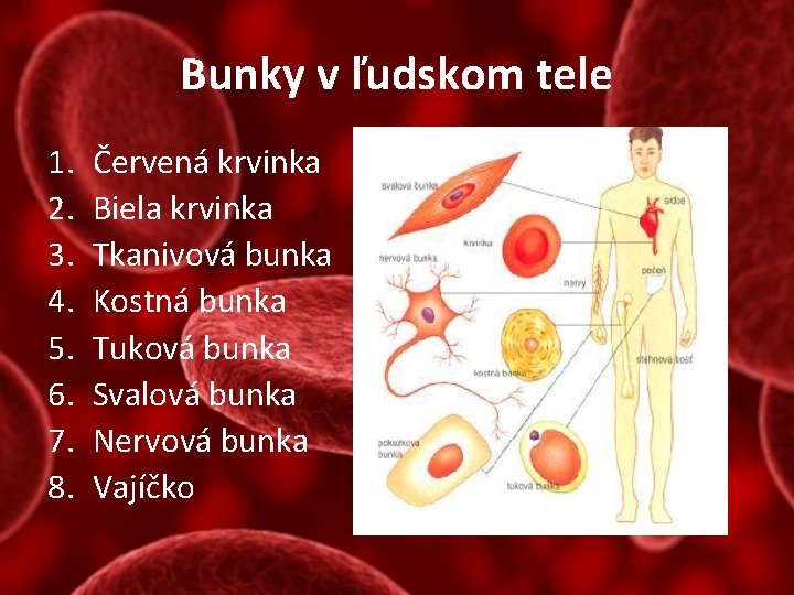 Bunky v ľudskom tele 1. 2. 3. 4. 5. 6. 7. 8. Červená krvinka