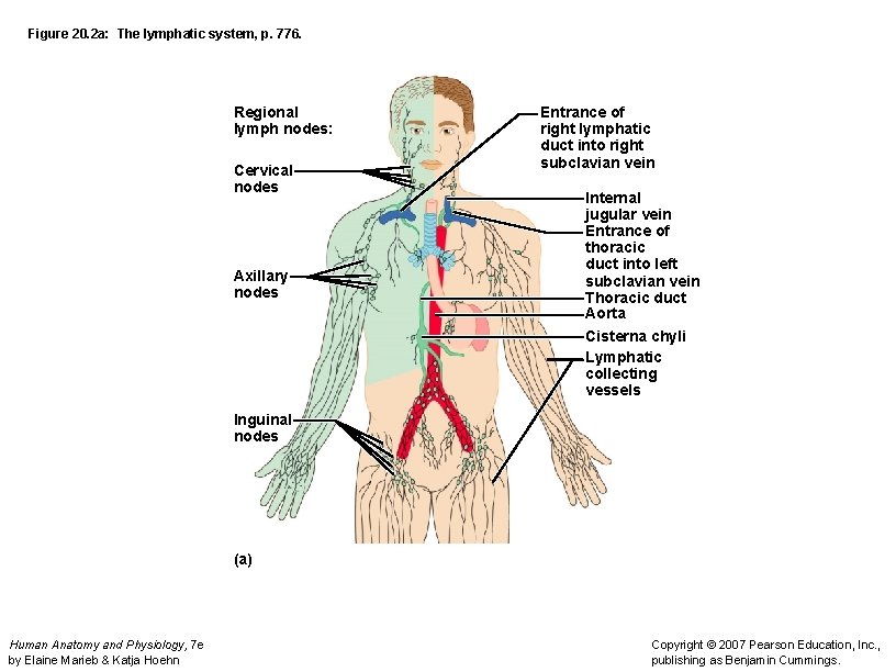 Figure 20. 2 a: The lymphatic system, p. 776. Regional lymph nodes: Cervical nodes