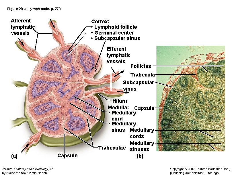Figure 20. 4: Lymph node, p. 778. Afferent lymphatic vessels Cortex: • Lymphoid follicle