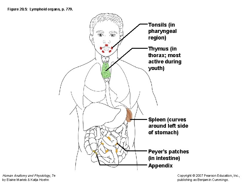 Figure 20. 5: Lymphoid organs, p. 779. Tonsils (in pharyngeal region) Thymus (in thorax;