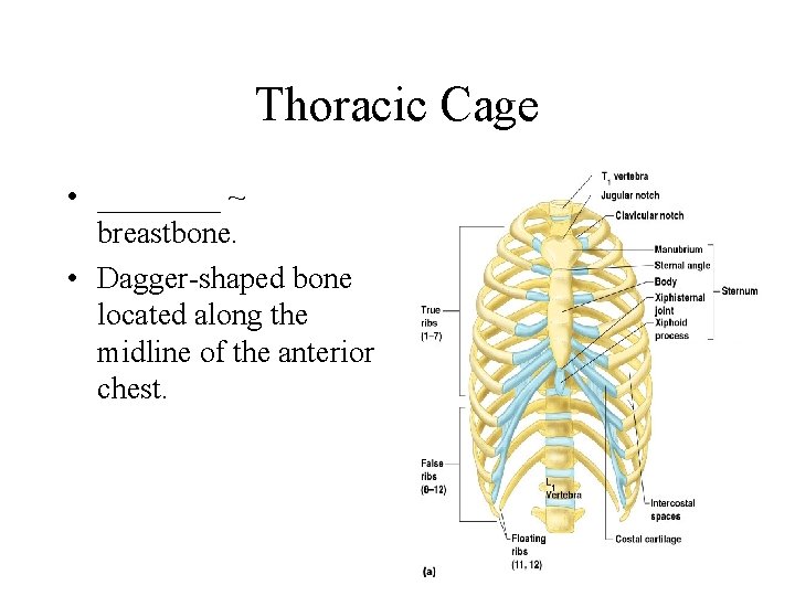 Thoracic Cage • ____ ~ breastbone. • Dagger-shaped bone located along the midline of