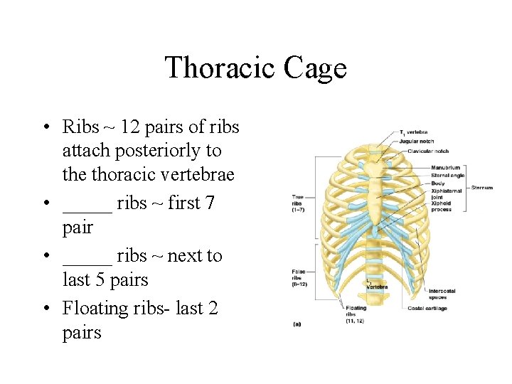 Thoracic Cage • Ribs ~ 12 pairs of ribs attach posteriorly to the thoracic