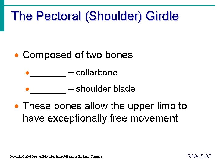 The Pectoral (Shoulder) Girdle · Composed of two bones · _______ – collarbone ·