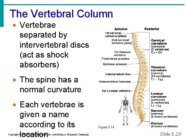 The Vertebral Column · Vertebrae separated by intervertebral discs (act as shock absorbers) ·