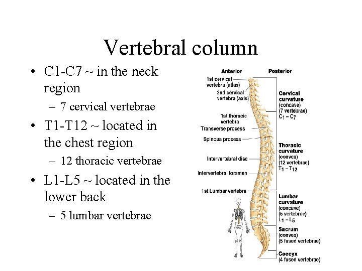 Vertebral column • C 1 -C 7 ~ in the neck region – 7
