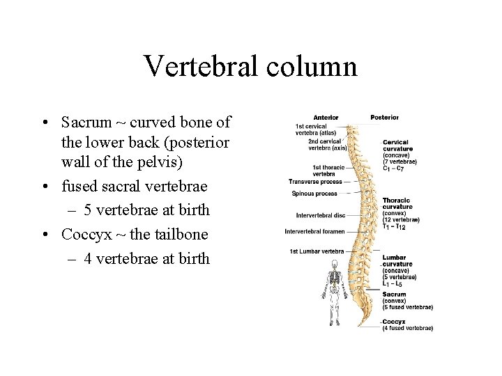 Vertebral column • Sacrum ~ curved bone of the lower back (posterior wall of