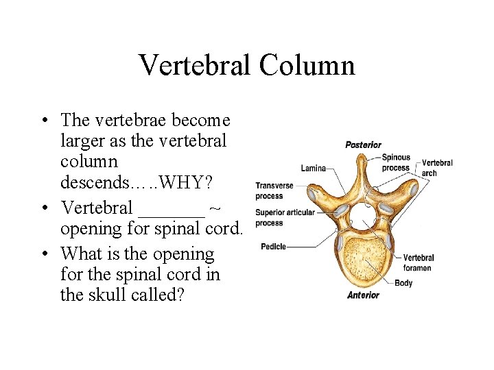 Vertebral Column • The vertebrae become larger as the vertebral column descends…. . WHY?