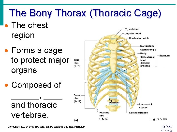 The Bony Thorax (Thoracic Cage) · The chest region · Forms a cage to