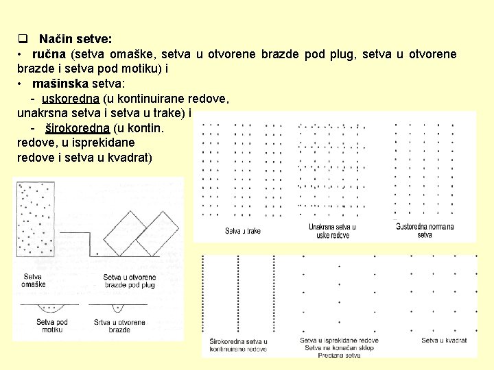 q Način setve: • ručna (setva omaške, setva u otvorene brazde pod plug, setva