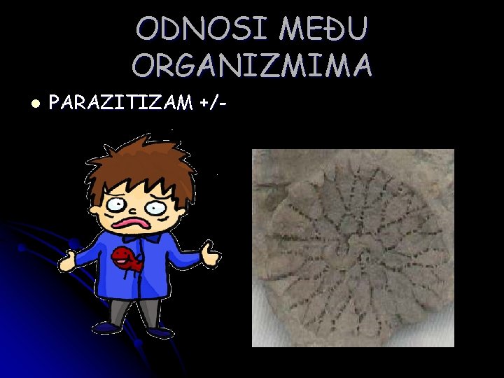 ODNOSI MEĐU ORGANIZMIMA l PARAZITIZAM +/- 